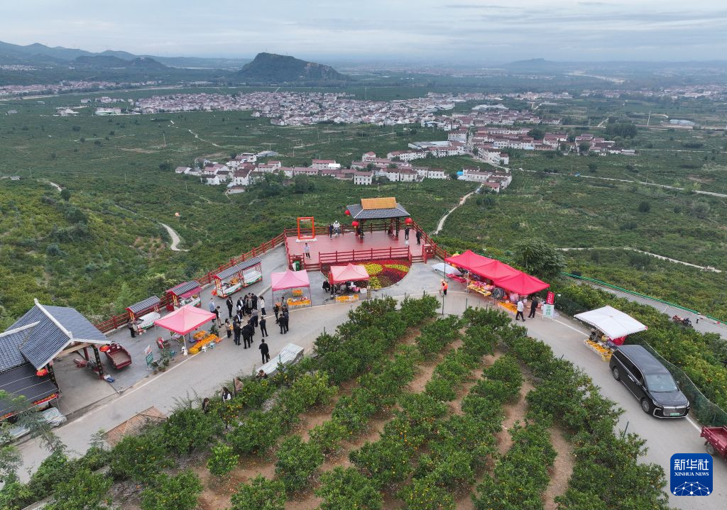 陕西城固:柑桔迎丰收